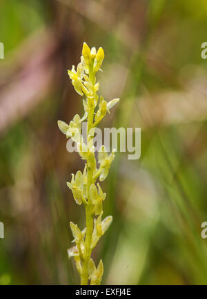 Bog o sommatore la bocca Orchid Hammarbya palludosa flower spike che cresce in pianura marsh nella nuova foresta Hampshire REGNO UNITO Foto Stock