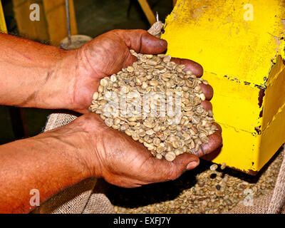 Una fabbrica di caffè. Un uomo con i chicchi di caffè nelle sue mani, formando una tazza di le sue due mani. Foto Stock