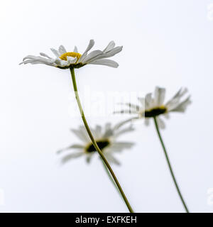 Tre oxeye margherite Foto Stock