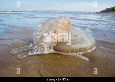 Canna medusa lavato fino sulla spiaggia Whiteford sulla Penisola di Gower nel South Wales UK Foto Stock