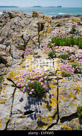 Rosa mare Armeria maritima colonie su rocce vicino a vite senza fine della testa e Rhossili Beach sulla costa di Gower South Wales UK Foto Stock