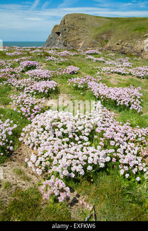 Grandi colonie di colore rosa mare Armeria maritima sull'isola di marea di isolotti Burry sulla Penisola di Gower nel South Wales UK Foto Stock