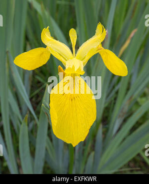 Bandiera gialla o Iris flower dettaglio - in zone umide a Kenfig Burrows sulla South Wales coast UK che mostra le tre strutture di parte Foto Stock