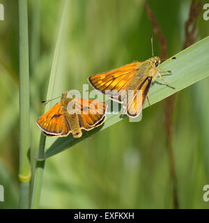 Coppia di grandi Skipper farfalle Ochlodes sylvanus a riposo su foglie di iris a Kenfig Burrows nel South Wales UK Foto Stock