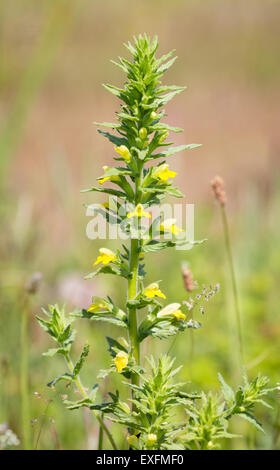 Giallo Bartsia Parentucellia viscosa che cresce su dune a Whiteford Burrows sulla Penisola di Gower nel Galles del Sud Foto Stock