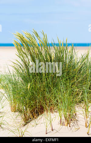 Marram grass Ammohilia arenaria dune di stabilizzazione a Whiteford Burrows sulla Penisola di Gower Foto Stock