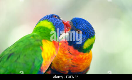 Due rainbow parrocchetti (Trichoglossus haematodus Moluccanus) scambio di cibo Foto Stock