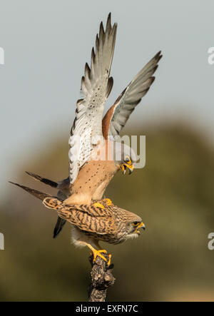 L'accoppiamento Grillaio Foto Stock