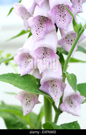 Delicato, giallo-rosa, a forma di campana foxgloves in fiore close up Foto Stock