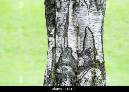 Primo piano della betulla corteccia di albero Foto Stock