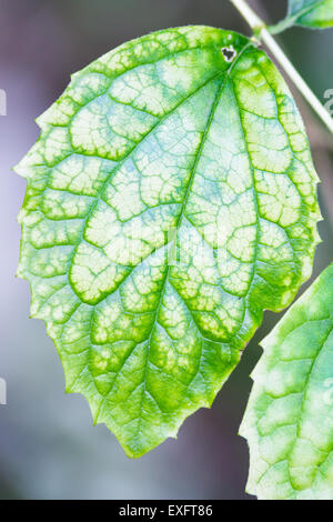 Una singola foglia verde con visibile grandi vene e sfondo sfocato Foto Stock