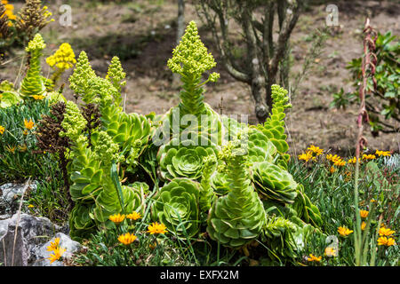 Strane piante del deserto in un giardino. Otavalo, Ecuador. Foto Stock