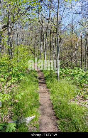 Il sentiero di avvicinamento da Amicalola cade a Springer Mountain viene a vita con verde in primavera Foto Stock