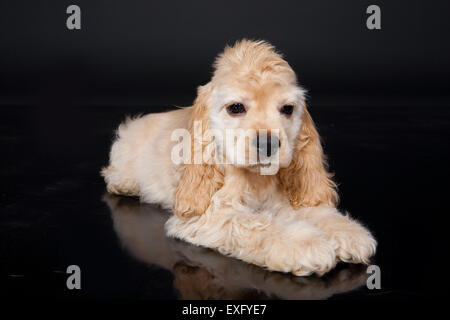 Animali domestici cane cocker spaniel animali animali isolati canini studio shot di razza nazionale sulla cute mammifero seduto fuori ritratto di caccia Foto Stock