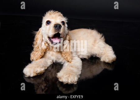 Animali domestici cane cocker spaniel animali animali isolati canini studio shot di razza nazionale sulla cute mammifero seduto fuori ritratto di caccia Foto Stock