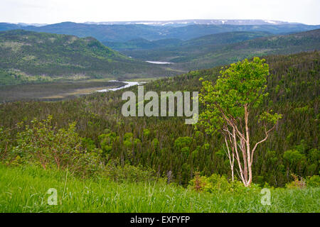 Una vista dell'interno di Terranova a Gros Morne. Foto Stock