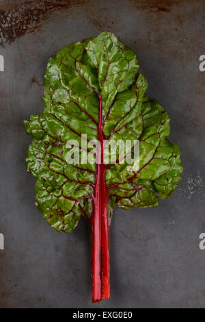 Un singolo peduncolo e foglia di organic bietola rossa su un metallo di foglio di cottura. Formato verticale. Foto Stock