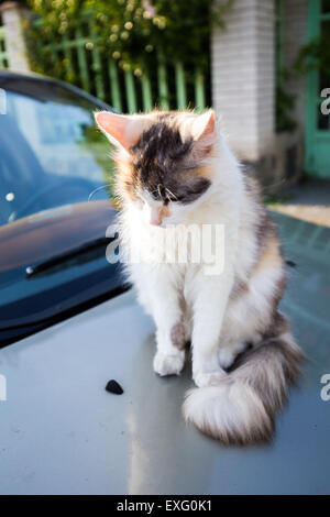 Gatto seduto su una macchina Foto Stock