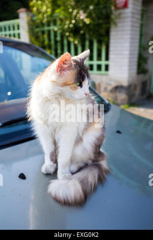 Gatto seduto su una macchina Foto Stock