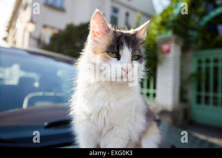 Gatto seduto su una macchina Foto Stock