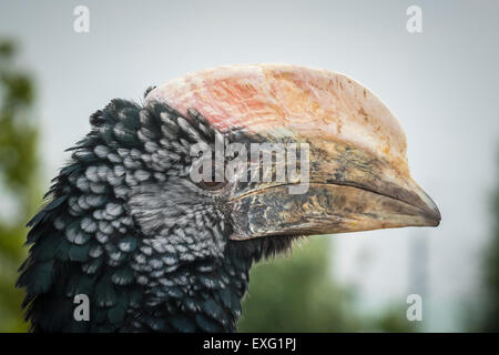 Ritratto di un'argentea-cheeked hornbill (Bycanistes brevis). Un residente di alte foreste sempreverdi di East Africa da Ethiopi Foto Stock