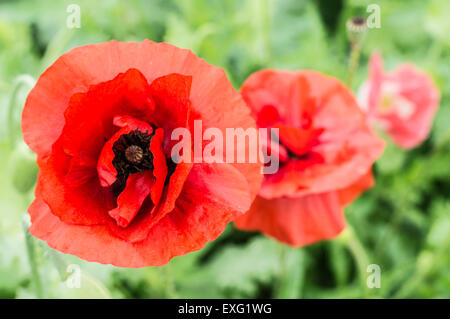 Bel rosso fiore di papavero (Papaver rhoeas) closeup Foto Stock