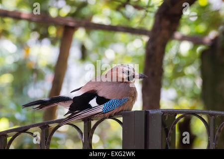 Stanco Eurasian jay appoggiata su di un cancello di ferro Foto Stock