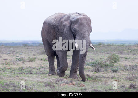 Garden Route Game Lodge , Albertina , Sud Africa.Elefante africano Foto Stock