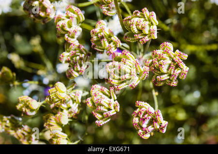 Closeup Tordylium Apulum frutti dalla famiglia Apiaceae Foto Stock