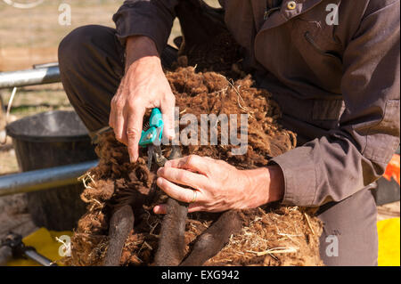 Pecore Shetland sul foglio di plastica per mantenere pulito il vello di zoccolo di clipping chiodi prima del taglio di Agricoltura e zootecnia Foto Stock