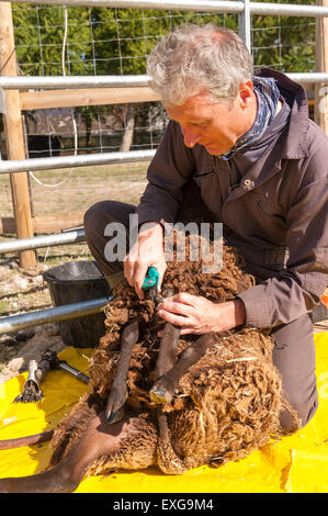 Pecore Shetland sul foglio di plastica per mantenere pulito il vello di zoccolo di clipping chiodi prima del taglio di Agricoltura e zootecnia Foto Stock