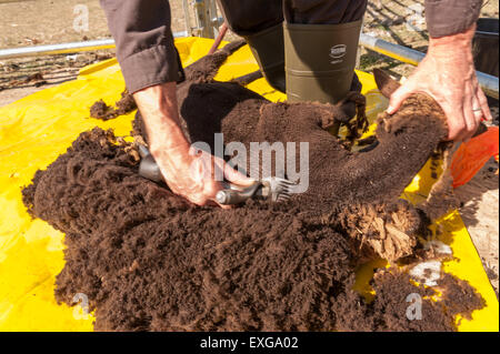 Tosatura pecore Shetland sul foglio di plastica per mantenere pulito il vello con mano cesoie elettriche Agricoltura e zootecnia Foto Stock