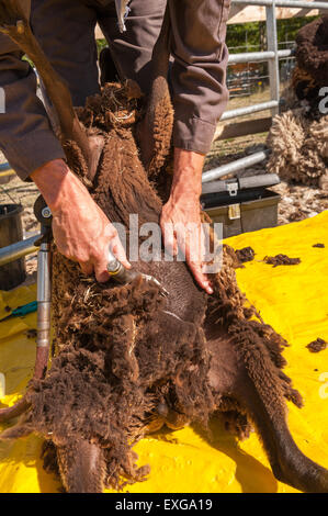 Tosatura pecore Shetland sul foglio di plastica per mantenere pulito il vello con mano cesoie elettriche Agricoltura e zootecnia Foto Stock