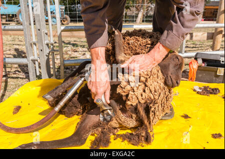 Tosatura pecore Shetland sul foglio di plastica per mantenere pulito il vello con mano cesoie elettriche Agricoltura e zootecnia Foto Stock