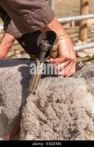 Tosatura pecore Shetland sul foglio di plastica per mantenere pulito il vello con mano cesoie elettriche Agricoltura e zootecnia Foto Stock