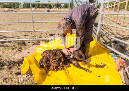 Tosatura pecore Shetland sul foglio di plastica per mantenere pulito il vello con mano cesoie elettriche Agricoltura e zootecnia Foto Stock