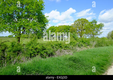 RSPB Otmoor riserva naturale Foto Stock