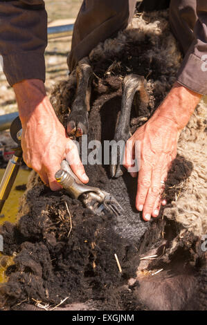 Tosatura pecore Shetland sul foglio di plastica per mantenere pulito il vello con mano cesoie elettriche Agricoltura e zootecnia Foto Stock