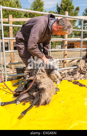 Tosatura pecore Shetland sul foglio di plastica per mantenere pulito il vello con mano cesoie elettriche Agricoltura e zootecnia Foto Stock