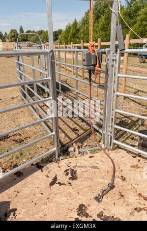 Pecore clippers a sinistra su una scheda di protezione alla fine di una tosatura delle pecore eseguire dopo un giorno di veli di ritaglio Foto Stock