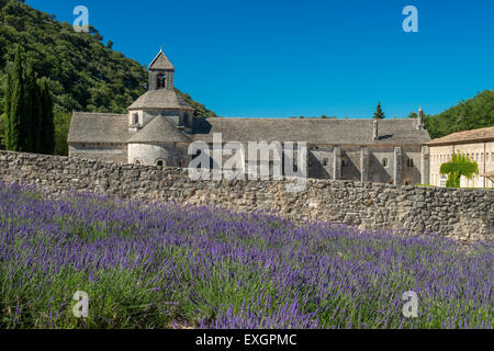 Senanque Abbazia o Abbaye Notre-dame de Senanque con campo di lavanda in fiore, Gordes, Provenza, Francia Foto Stock