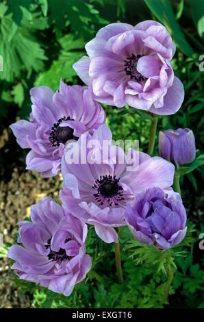 Anemone coronaria de Caen Gruppo, mostrando viola chiaro fiori su steli alti Foto Stock