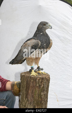 Nero-chested Buzzard Eagle (Geranoaetus melanoleucus) appollaiate sul tronco di albero Foto Stock