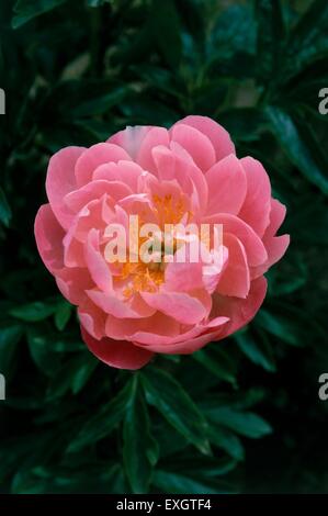 Paeonia 'rosa corallo hawaiano' (doppia Peonia) coral-rosa testa di fiori e foglie verdi Foto Stock