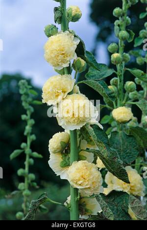 Alcea rosea carta doppio gruppo (Hollyhock), luce fiori gialli che crescono lungo stelo centrale Foto Stock