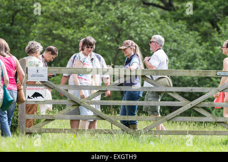 Raro bovino selvatico al pascolo Chillingham Park, Northumberland, Inghilterra Foto Stock