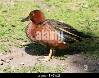 La cannella Teal ( Anas cyanoptera) nativo per le Americhe. Visto di profilo Foto Stock