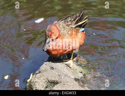 La cannella Teal ( Anas cyanoptera) nativo per le Americhe Foto Stock