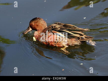 Nuoto Cannella Teal ( Anas cyanoptera) nativo per le Americhe Foto Stock