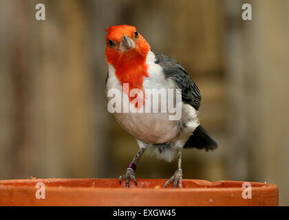 Close-up del Sud Americano rosso cardinale crestato (Paroaria coronata) - Captive Bird all avifauna Zoo di uccelli, Paesi Bassi Foto Stock